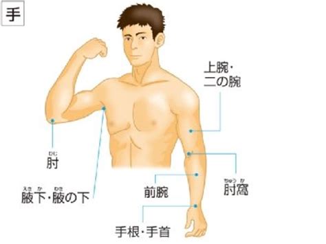 腋下 読み方|「腋下(エキカ)」の意味や使い方 わかりやすく解説 Weblio辞書